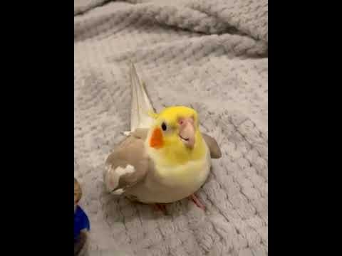 Cockatiel Drops a Beat - Cookie Song
