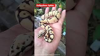 Baby Ballpyhon Spider #ballpython #babyballpython #pythonregius #ballpythonindonesia