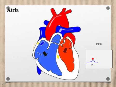 P3.7 ECG and Pulse Oximetry