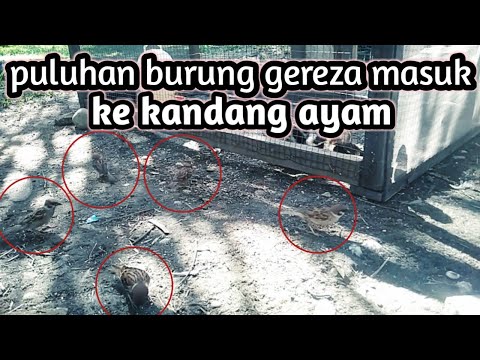 detik-detik puluhan burung gereza terperangkap?