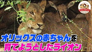 [Unbelievable Drama] Why did the female lion try to raise the baby oryx? The mother who lost her ...