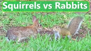 Squirrels Versus Rabbits-  Who Wins?