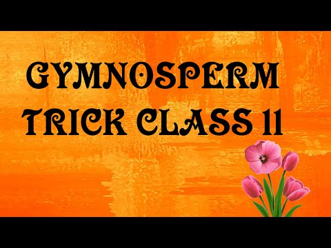 Gymnosperm Trick Class 11 chapter 3 NEET