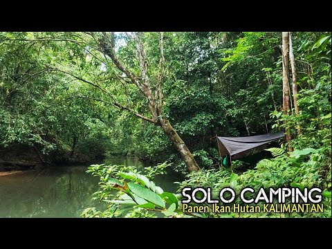 SOLO Camping Fishing Harvesting Fish in the Rain at Night in the Kalimantan Forest