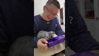 Cats React Magic Tricks #cat #funny #magic
