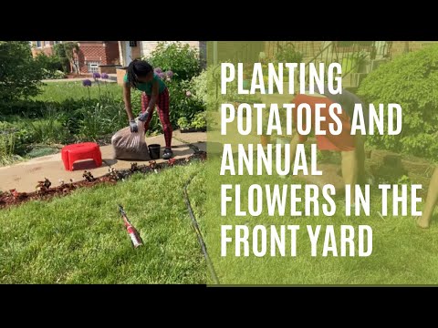 Planting Potatoes and Annual Flowers in the Front Yard!