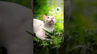 Snapseed Photography Editing ✍️😻 Snapseed Tutorial 😍 #snapseed #catlover #shorts