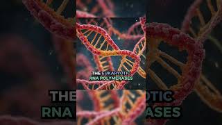 rRNA mRNA tRNA #kingofthecurve #kotc #premed#college #medicalschool #mcat #study #student#biology
