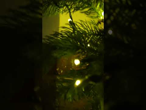 Christmas Fairy Lights by Ollny #ollny #christmas #christmaslights