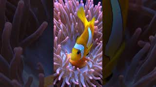 🐟 🐠 Tiny Fish, Big Home 🐠 | Ocean Magic