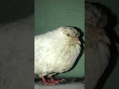 Sojhu - Pigeon with Candidias/ Sour crop