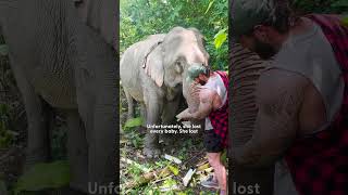 Elephant Walks Free After 41 Years In Chains | The Dodo