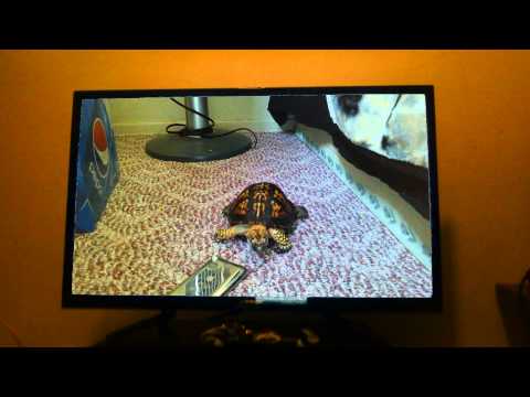 [Random/IRL] Mr. Turtle - 1