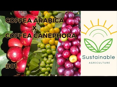 COFFEA  ARABICA, COFFEA CANEPHORA( Conilon, Robusta) - Qual a diferença?