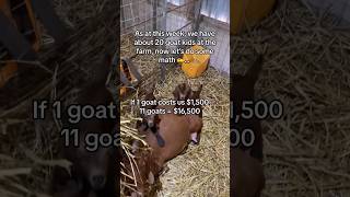 How Much You Can Make From Goat Farming #semanhyiafarms #farminginafrica #goatbusiness