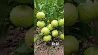 #guava #fruittree #gardening #propagate_guava_tree #best_propagation_technique #gardening