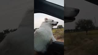 joyful drive@naicy