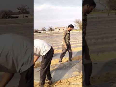 खेत में मल्चिंग लगाते हुए #calmdown #music #shorts #short #viralvideo #viralshort #farming