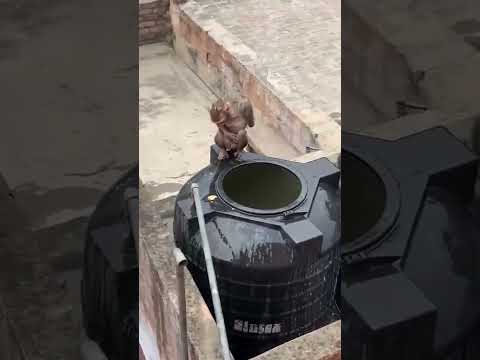 Monkey is Dancing in the Water #shorts #trendingshorts #viral #comedy #entertainment