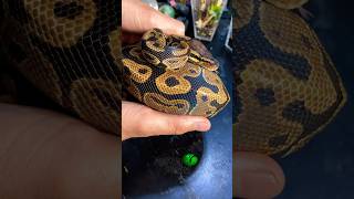 Shipping Snakes! #molinarosnakelab #shippingsnakes #python #ballpython #royalpython #reptile #shorts