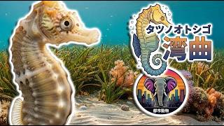 タツノオトシゴ ｜動物ドキュメンタリー