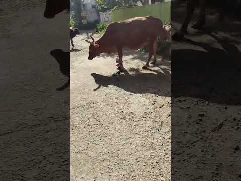 Cow Angry #realvideo #puppy #funny #cow #jallikattu #viralvideo #viralshorts #animalfight #trending