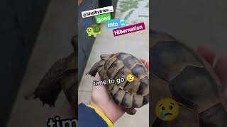 I put my TORTOISE in a FRIDGE !💤🥶🐢 #shorts #tortoise #turtle #cute #hibernate #hibernation