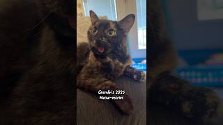 Gremlin the Blep Cat’s 2025 MEOW-mories | @catladytails #tortiecats