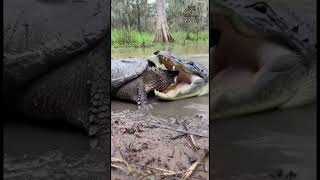 Ancient Reptile War: Alligator vs Snapping Turtle  #shortsfeed #wildlife #animalfight
