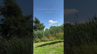 30 second rest and reset #deeprest #nervoussystemreset #relaxingsounds #nature
