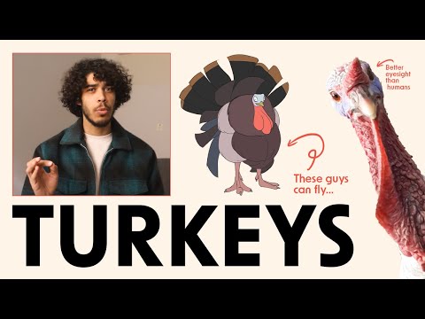Turkeys are terrifying.