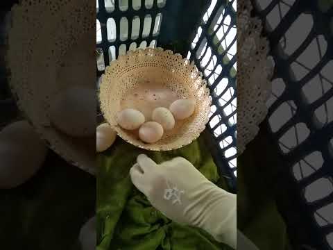 Collecting Chicken Eggs on the Homestead (In two days) 🐓🥚#viralvideo