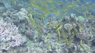 Diving the Coral Sea and Great Barrier Reef with Spirit of Freedom Cairns