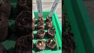 Coco's week 1 update 😅🎉🎊 #gardening #homegrown #shorts