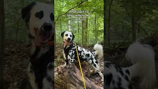 Dog hiking essentials 🐕🍃🪵🥾 #Dog #Dogs
