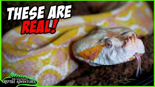 I HAD TO SWEAR TO SECRECY TO SHOW THESE AMAZING SNAKES!
