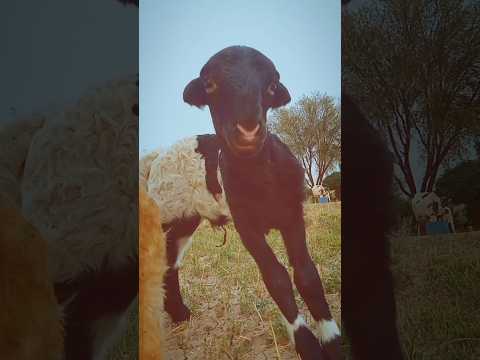 Dorper Delight: Exploring the Cuteness of Lamb Breeds #DorperLambLove #FluffyFarmyardFriends