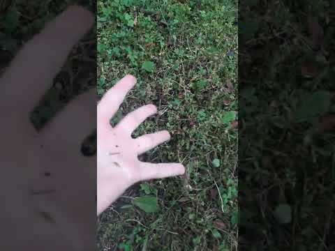 grass touching certification