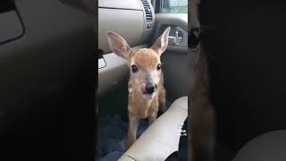 Deer zoomies #animals #babydeer #deer #fyp
