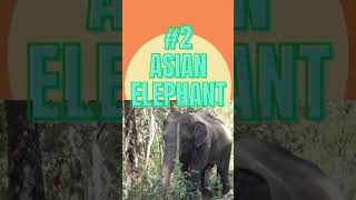 The giants of the animal kingdom  #Wildlife #Nature #Elephants #Rhinos #ecoadventures