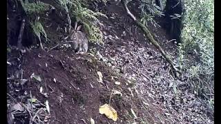 Rabbit vs Squirrel