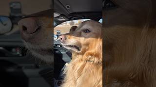 The dogs pulled off a food heist!