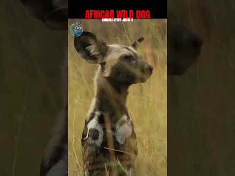 More Sneezes🤧, More Hunt🦴 (AFRICAN WILD DOG-6,600 LEFT😔)#facts #animals #amazingfacts #shorts