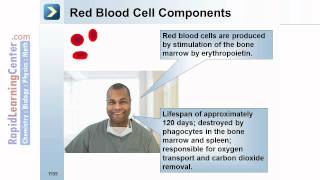 Rapid Learning: Circulatory System - What is the Circulatory System?