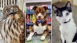 BEST Videos of the Decade 😹 | FUNNIEST Animals