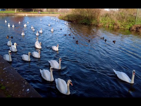 Northamptonshire in the Time of Covid-19, Part 9 River Nene, Wellingborough Embankment.