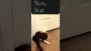 .Door. = solid, Cat = liquid #coding #developer #webdevelopment #python #html #css #javascript