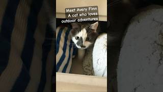The adventures of Avery Finn #cat #catadventures #catbooks