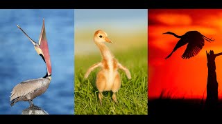 Vertical Image Design for Bird and Nature Photography with Arthur Morris/BIRDS AS ART
