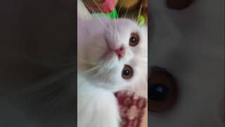 "Caught in the act of being too adorable! 😻🐾 #MeowMoment